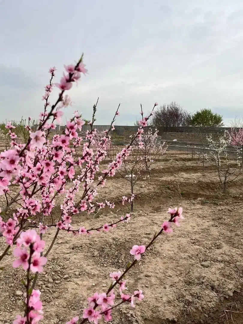 قطعات  200 متربه بالا شهر یارکد 319|فروش زمین و ملک کلنگی|شهریار, رنگرز|دیوار