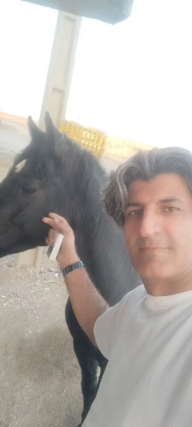 اسب کرد  شناسنامه دار. اصیل  4 ساله  خیلی فوری|حیوانات مزرعه|سقز, |دیوار