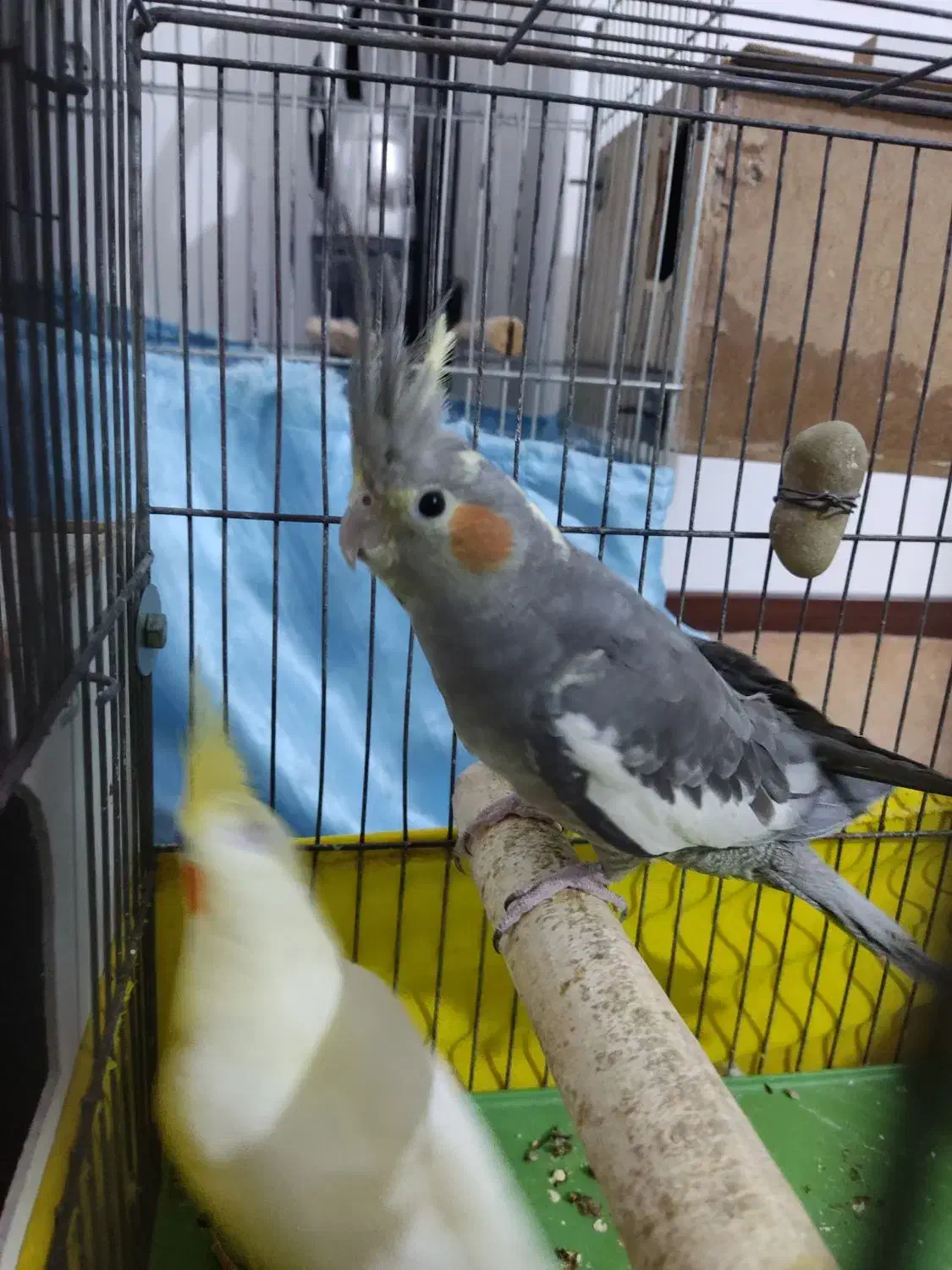 طوطی عروس مولد|پرنده|بوئین زهرا, |دیوار