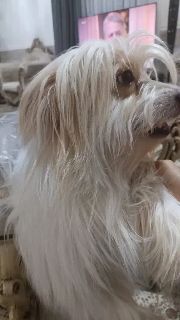 واگذاری سگ|سگ|بندرعباس, |دیوار