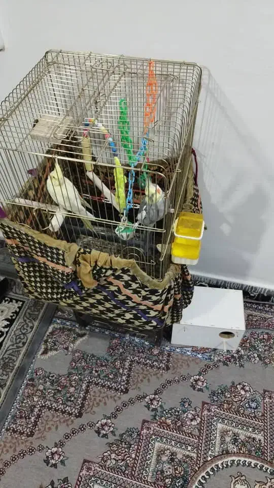 عروس هلندی نر وماده|پرنده|بروجرد, |دیوار