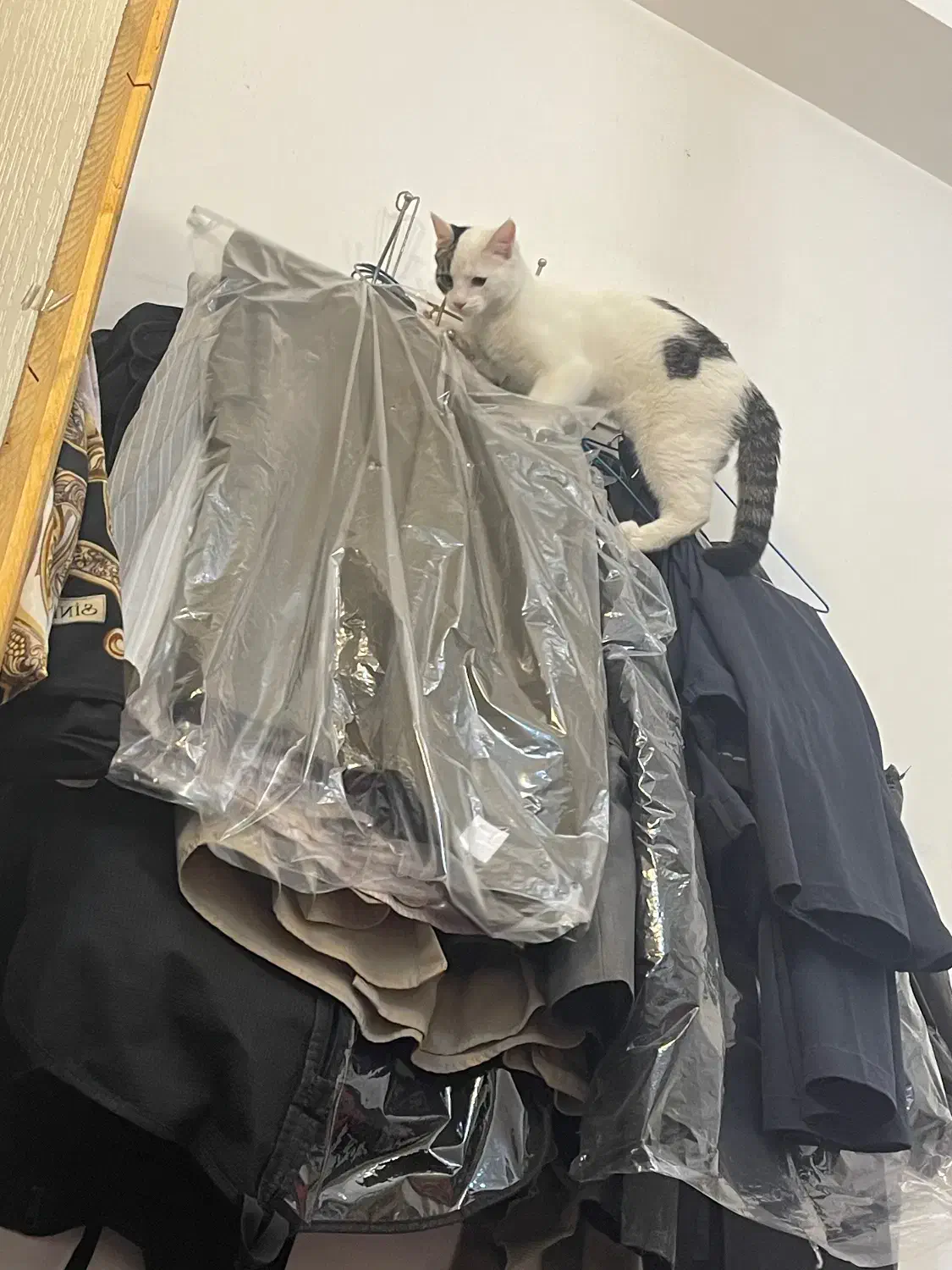 حیوان گمشده|حیوانات|تهران, مسعودیه|دیوار