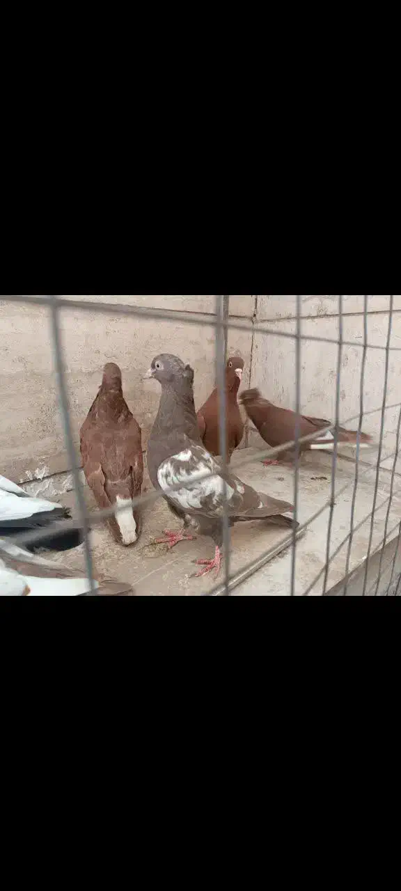 جوجه|پرنده|مشهد, هنرور|دیوار