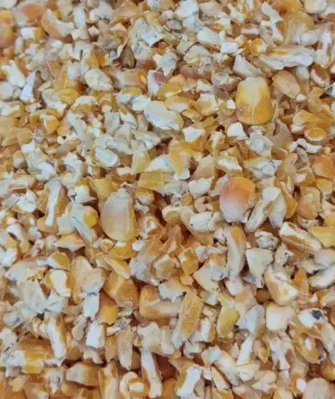 دانه سرا و ملزومات پرندگان آذر|لوازم جانبی حیوانات|میناب, |دیوار