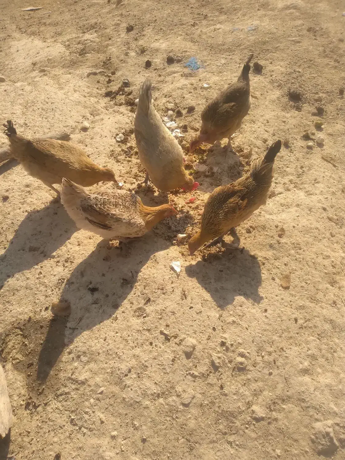 مرغ محلی|حیوانات مزرعه|چاروسا, |دیوار