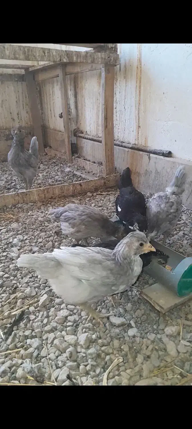 جوجه و مرغ و خروس گلین اصل|حیوانات مزرعه|مشهد, کوشش|دیوار