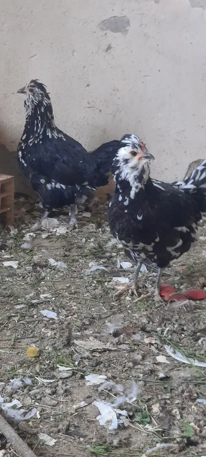 تخم مرغ نطفه دار گلین|حیوانات مزرعه|اصفهان, قهجاورستان|دیوار