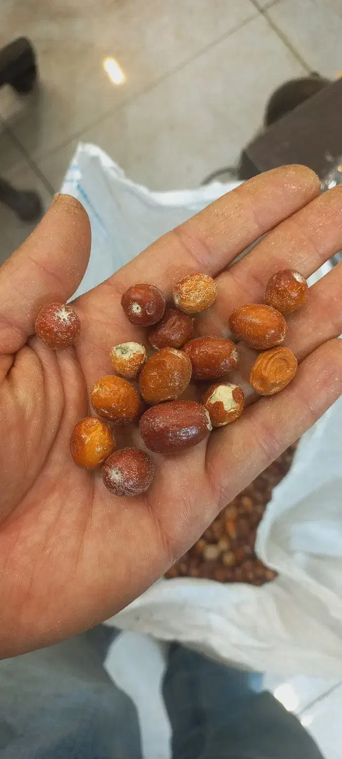 سنجد|خوردنی و آشامیدنی|یزد, |دیوار