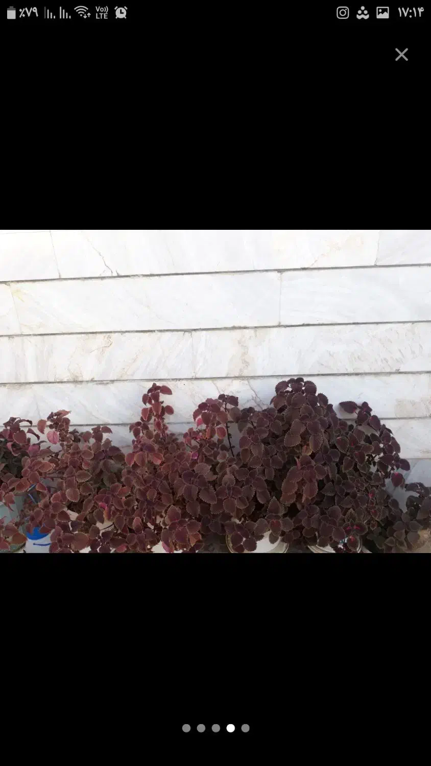 گل طبیعی|گل و گیاه طبیعی|ملایر, |دیوار