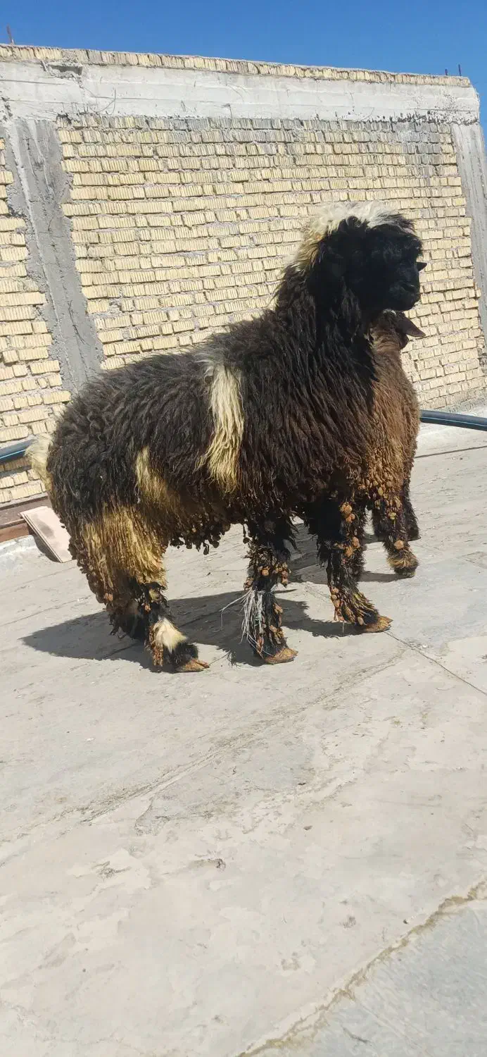 بره غوچی|حیوانات مزرعه|دهدشت, |دیوار