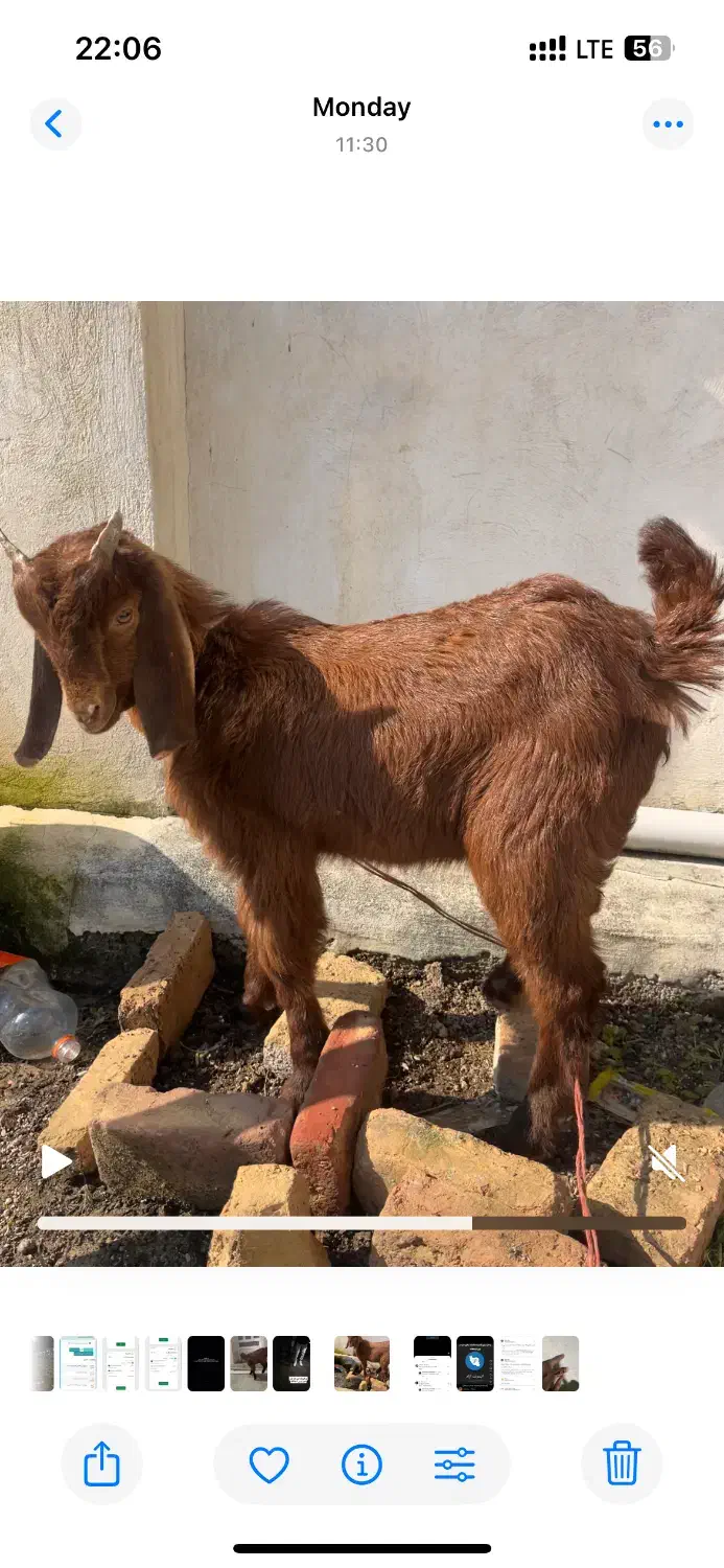 بزغاله|حیوانات مزرعه|آق قلا, |دیوار