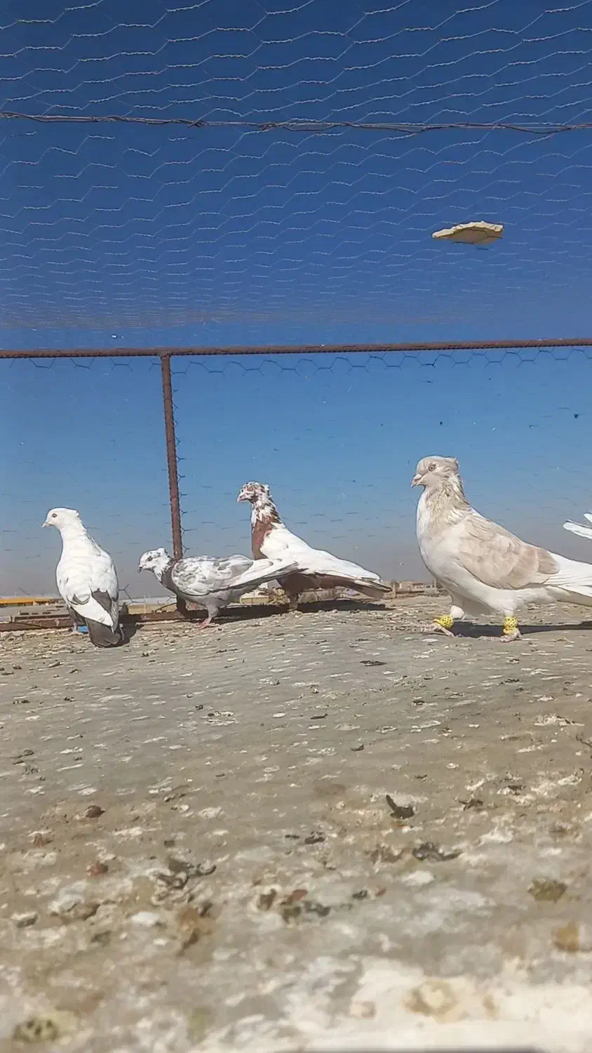 کبوتر کفتر پرنده پرشی|پرنده|شال, |دیوار