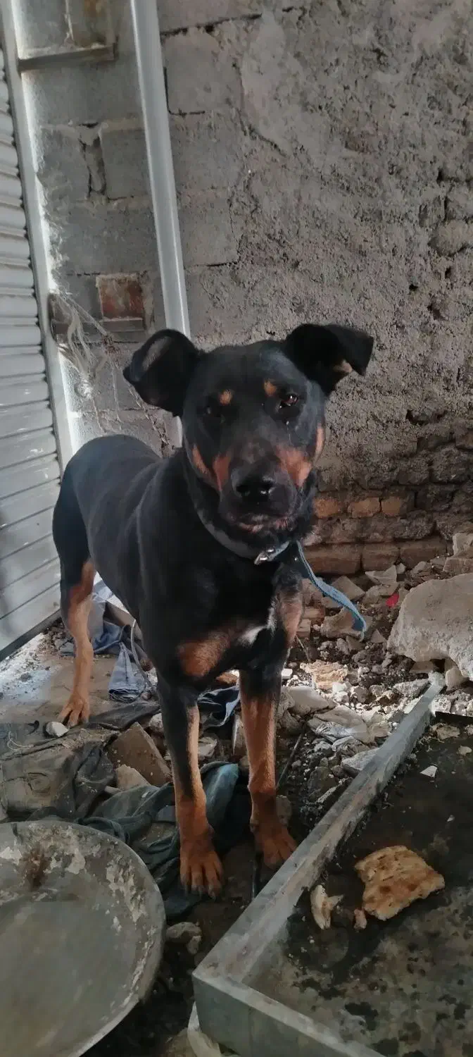 سگ باهوش وخوش تیپ|سگ|گلبهار, شهر جدید گلبهار|دیوار