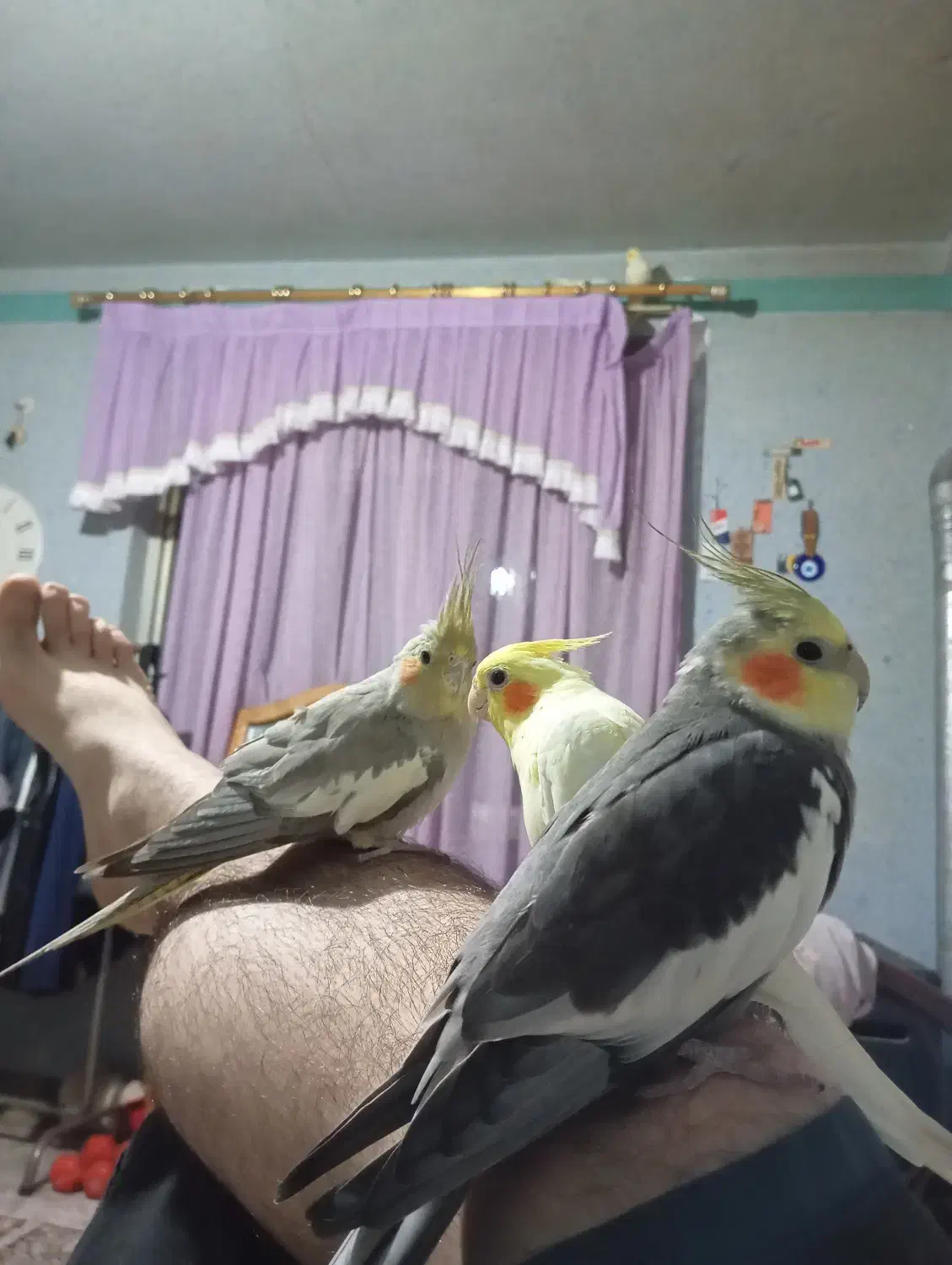 عروس هلندی لوتینو نر و ماده|پرنده|رودسر, |دیوار