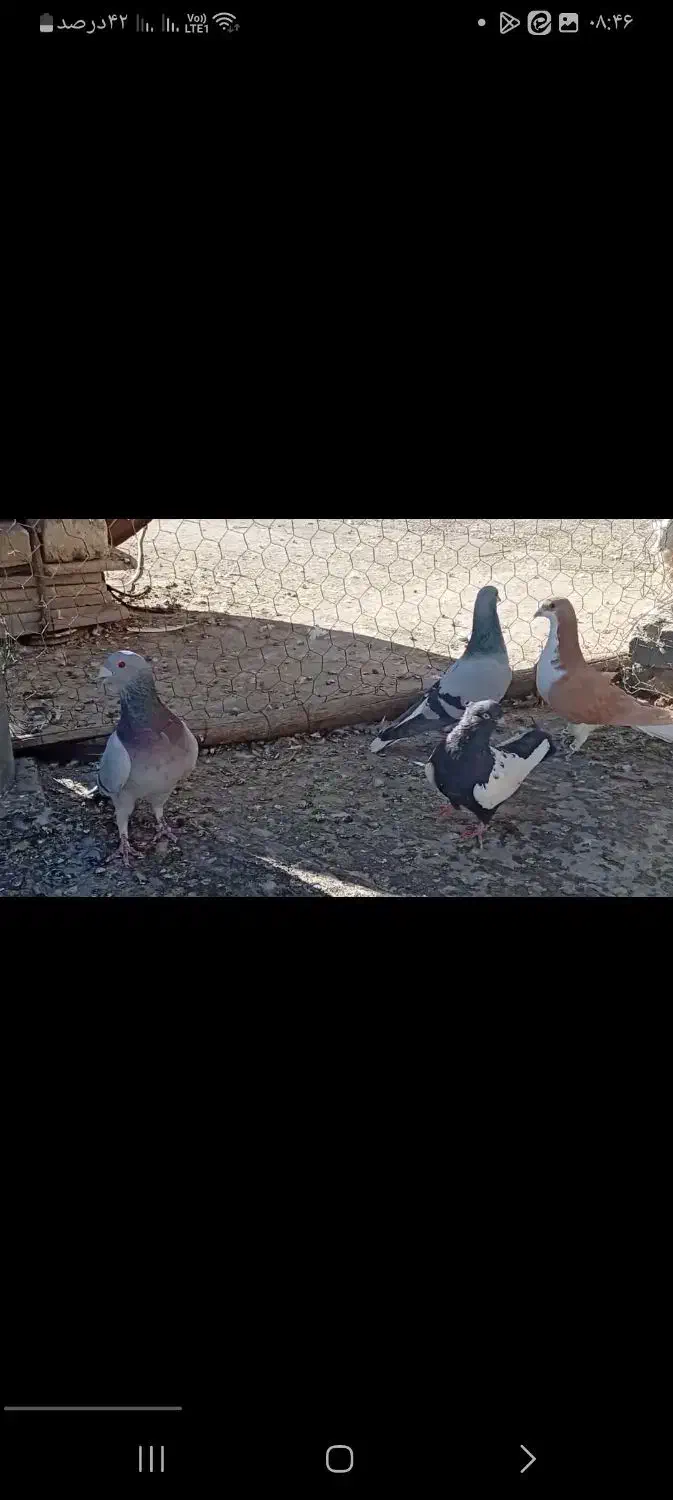 کبوتر|پرنده|کازرون, |دیوار