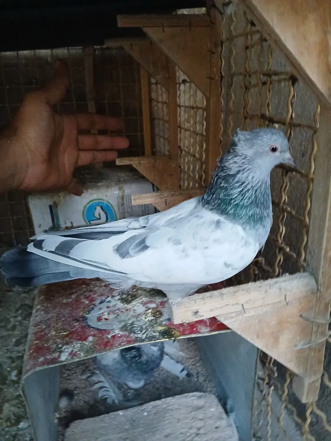کبوتر سینه سبز|پرنده|شیراز, تحویلی|دیوار