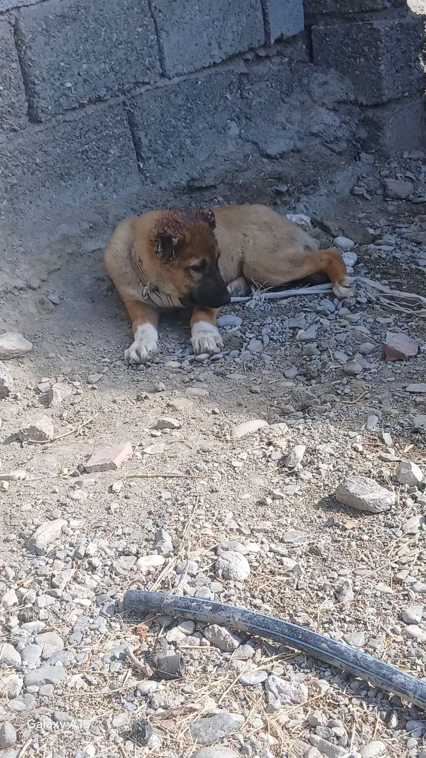 سرابی|سگ|فاریاب, |دیوار