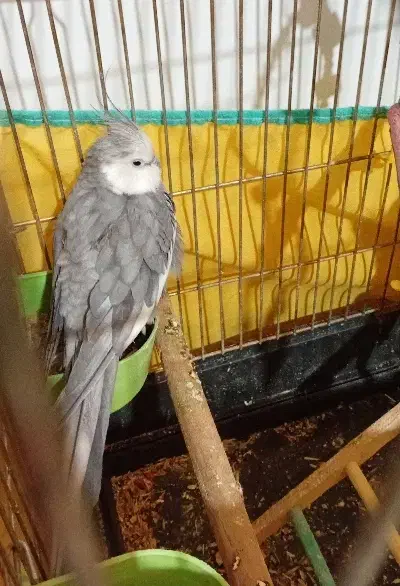 پرنده|پرنده|سنندج, |دیوار