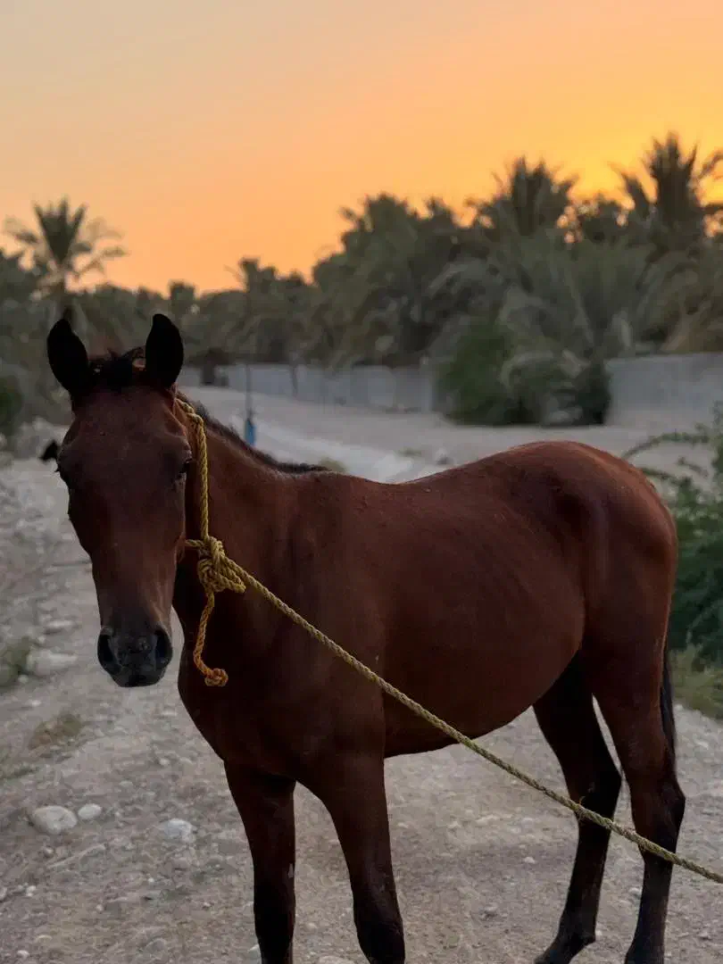 کره اسب نریان|اسب و تجهیزات اسبسواری|برازجان, |دیوار