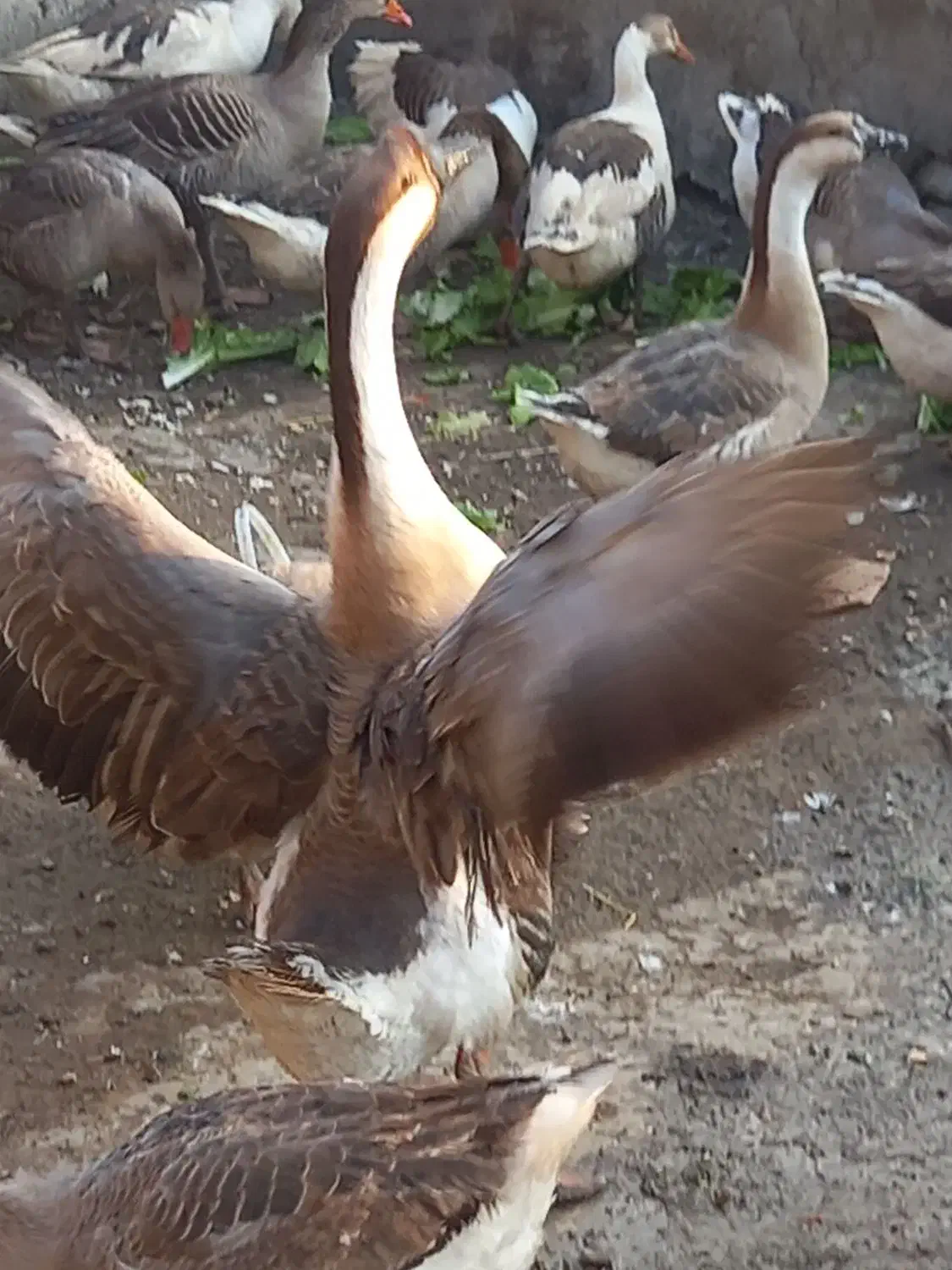 فروش غاز و قوغاز محلی|حیوانات مزرعه|آبیک, |دیوار