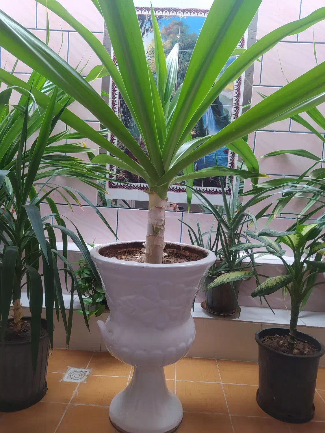 گل های زیبا و شاداب|گل و گیاه طبیعی|فسا, |دیوار