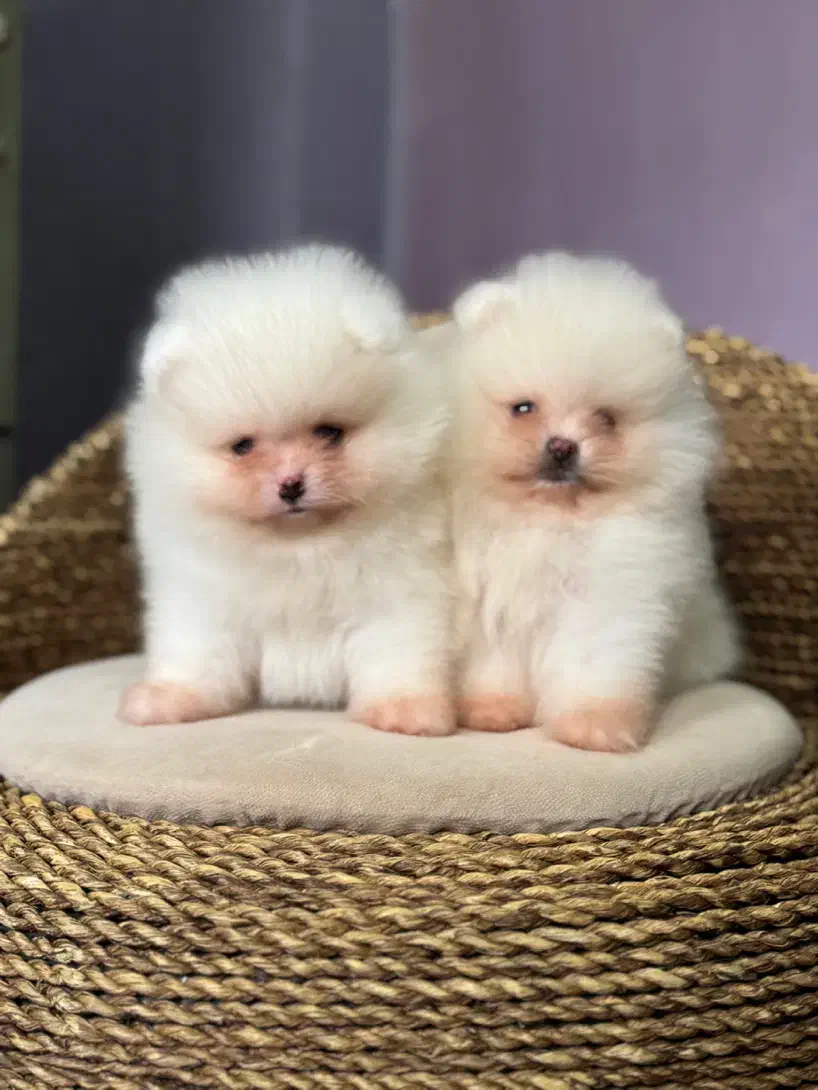 پامر پامرانین خرسی|سگ|تهران, شهرک غزالی|دیوار