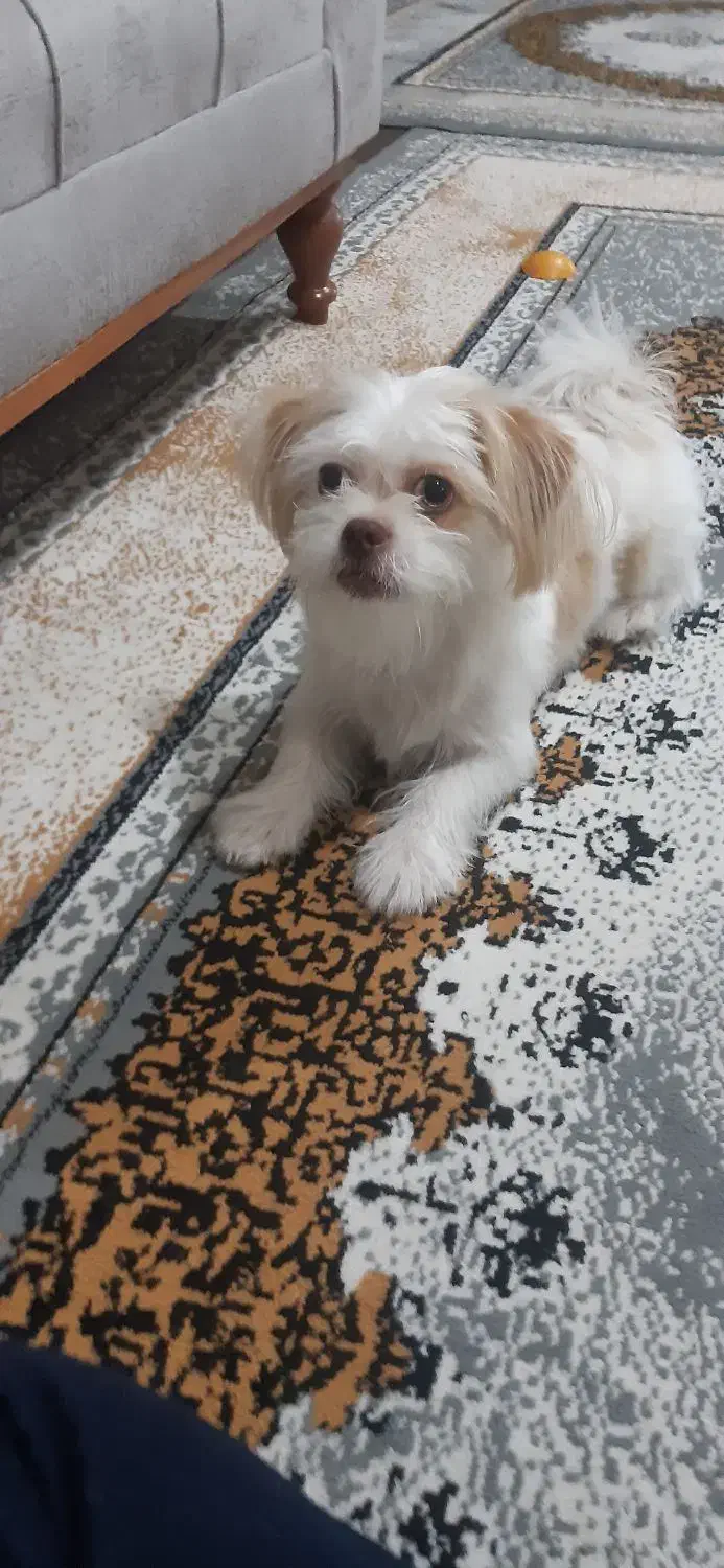 سگ شیتزو شناسنامه دار|سگ|قزوین, |دیوار