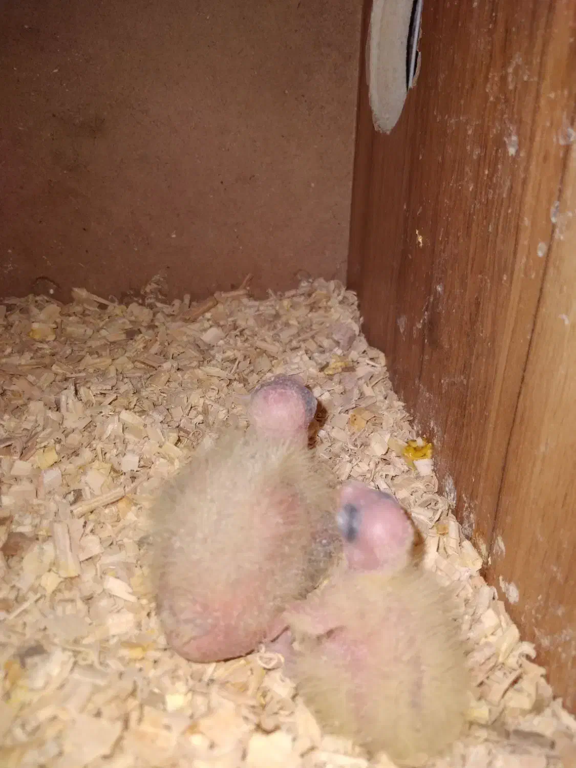 نروماده عروس هلندی به ضمانت همراه باجوجه|پرنده|تربت‌حیدریه, آغوی|دیوار