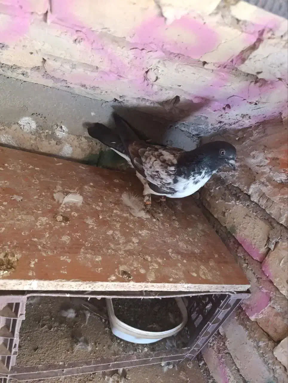 کفتر .گمشده.|پرنده|خوانسار, |دیوار