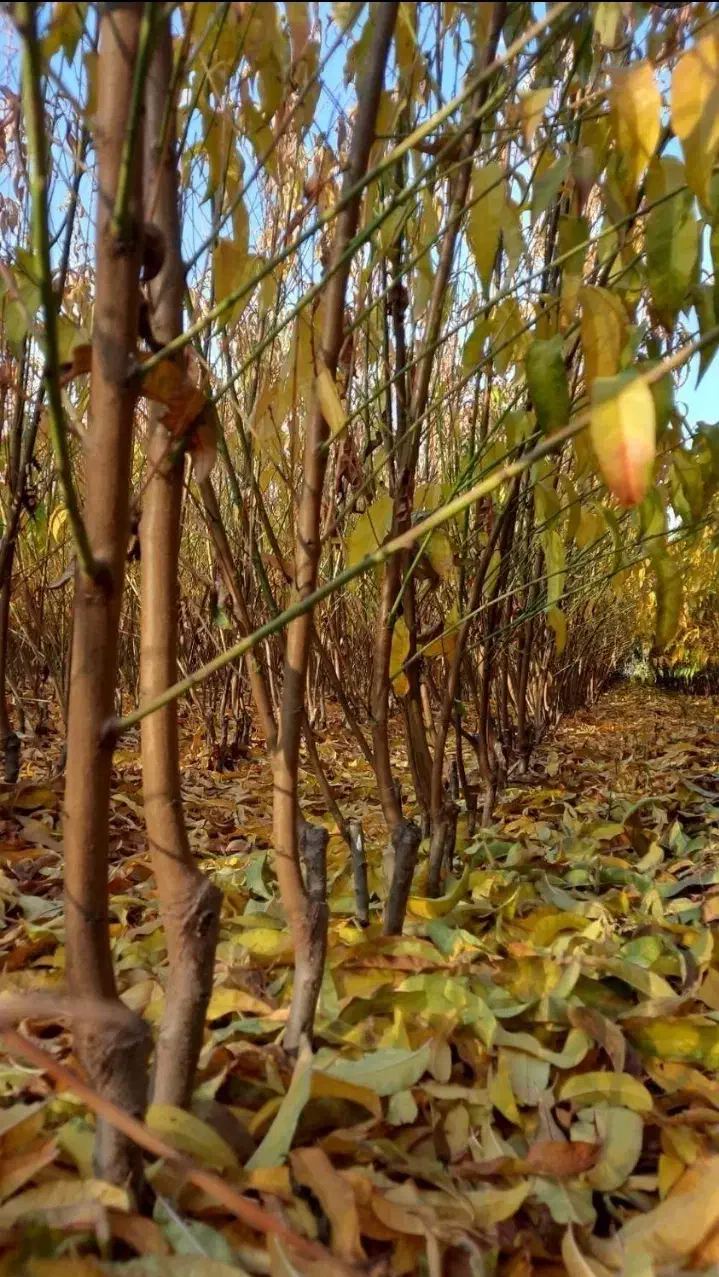 انواع نهال سنجد. وگردو چندلروخوشه ایی وبادام|خدمات باغبانی و درختکاری|خسروشاه, |دیوار