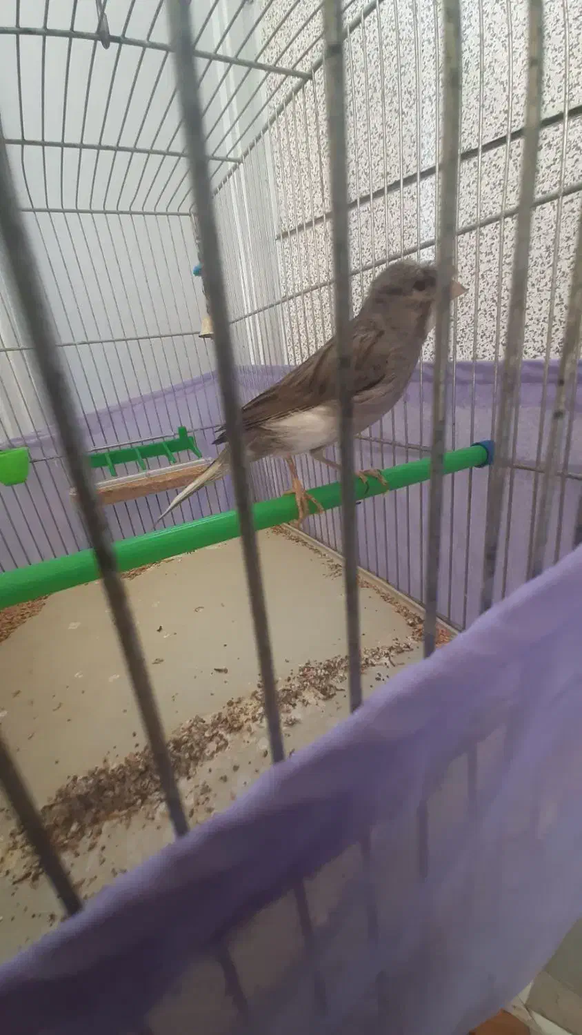 قناری نر قرص|پرنده|کرج, فاز ۲ مهرشهر|دیوار