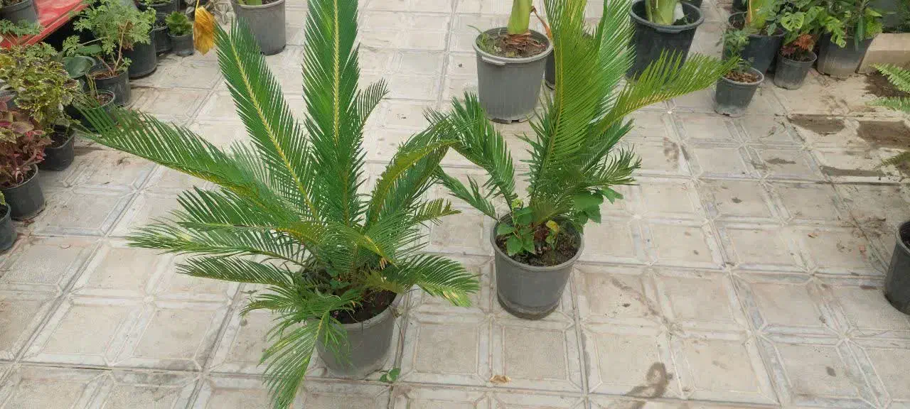 گل سیکاس و بابا آدم|گل و گیاه طبیعی|علی‌آباد کتول, |دیوار