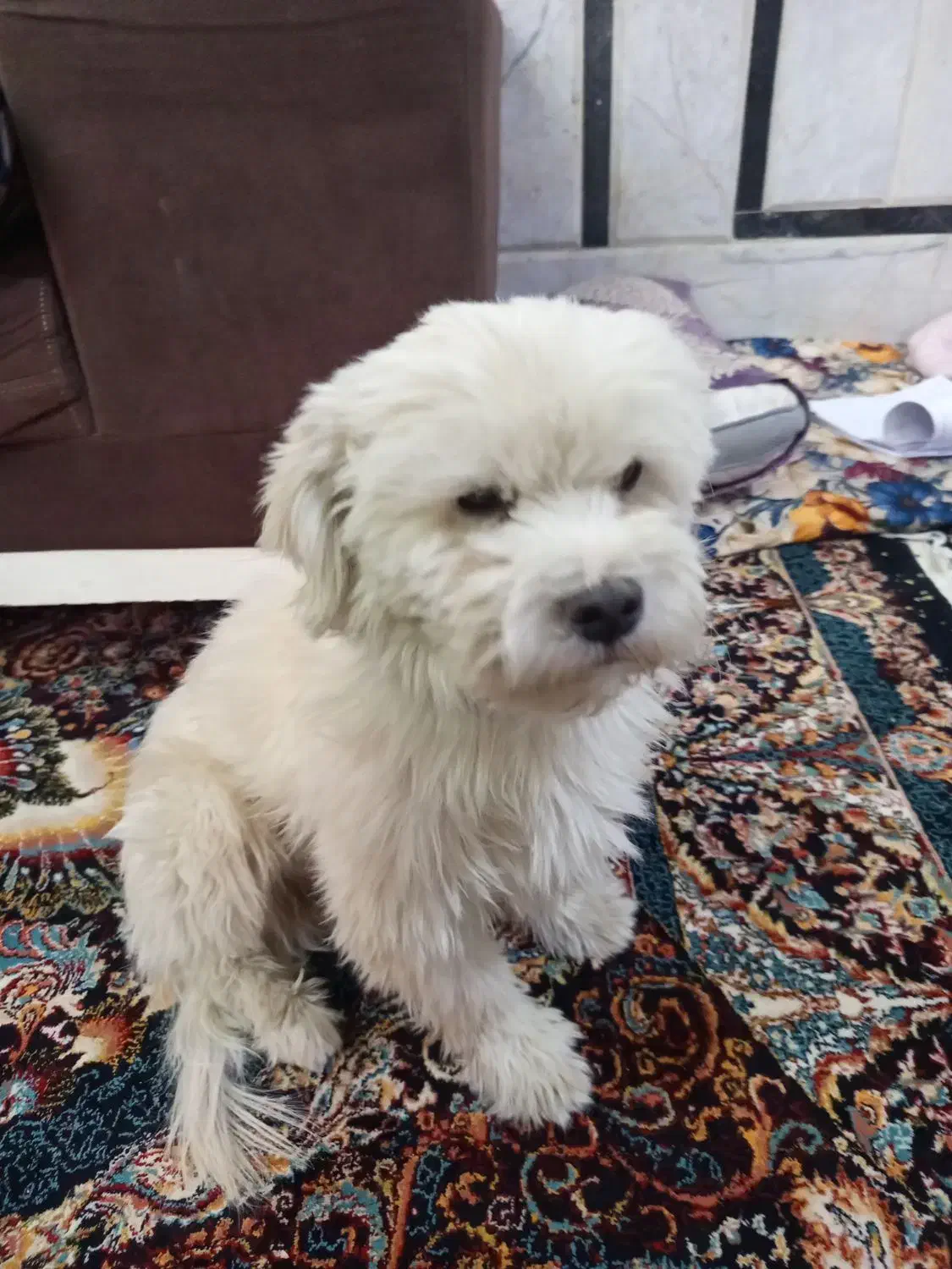 واگذاری سگ باهوش بازیگوش|سگ|زاهدان, |دیوار