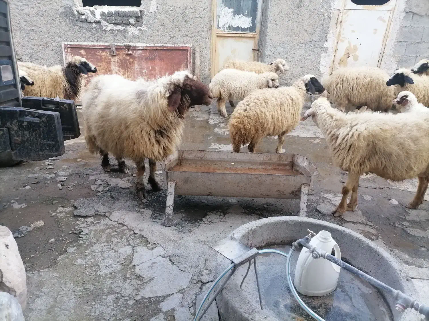 ورن|حیوانات مزرعه|گهواره, |دیوار