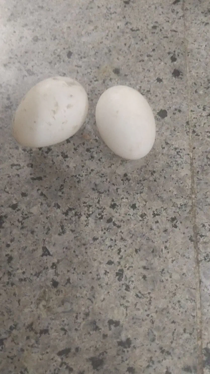 تخم اردک|حیوانات مزرعه|شیروان (خراسان), |دیوار