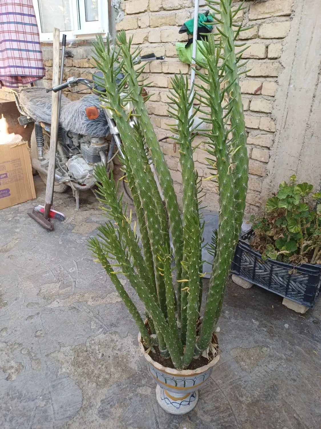 گل فروشی|گل و گیاه طبیعی|خزل, |دیوار