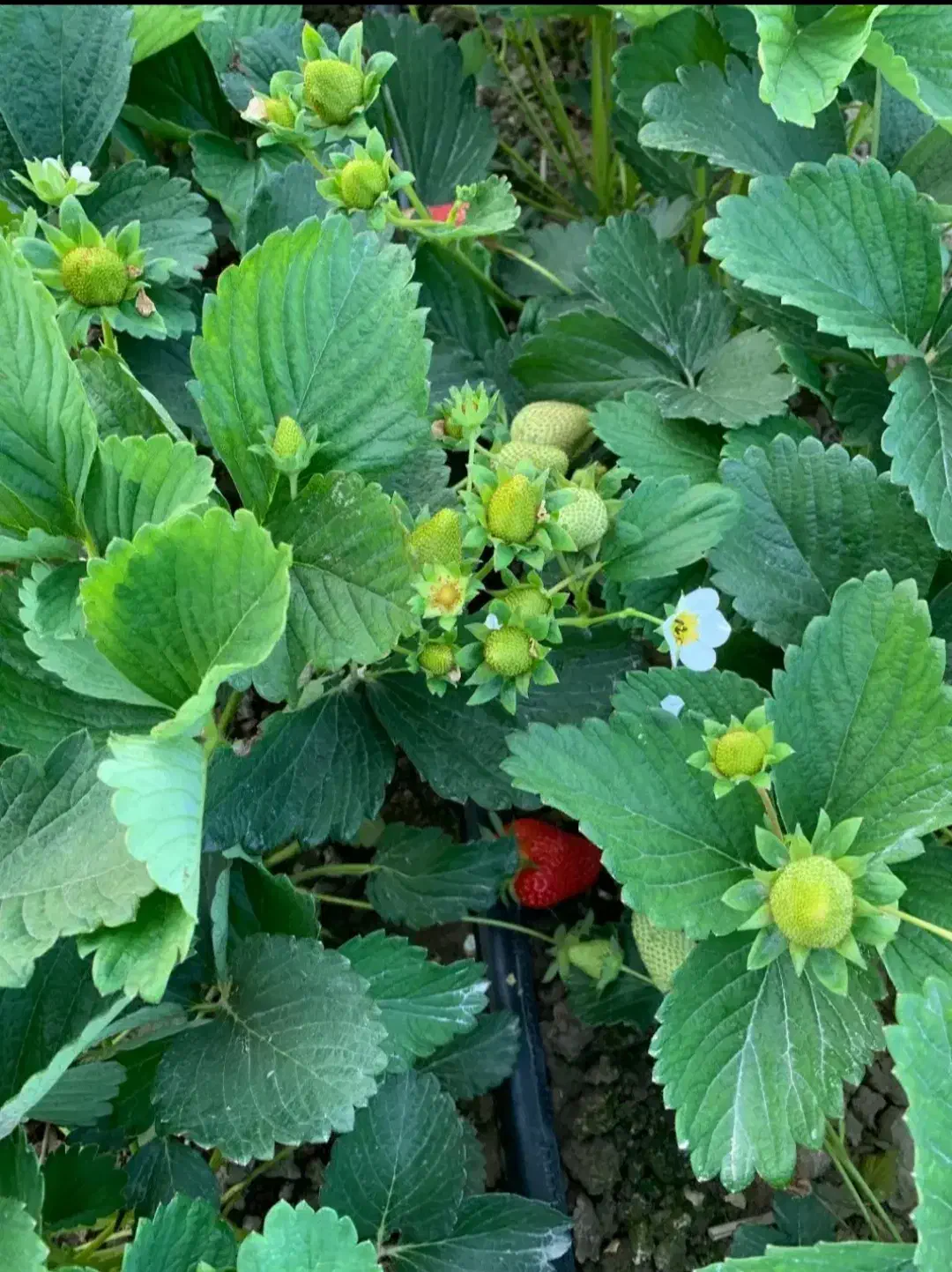 نهال توت فرنگی|گل و گیاه طبیعی|قائمشهر, |دیوار