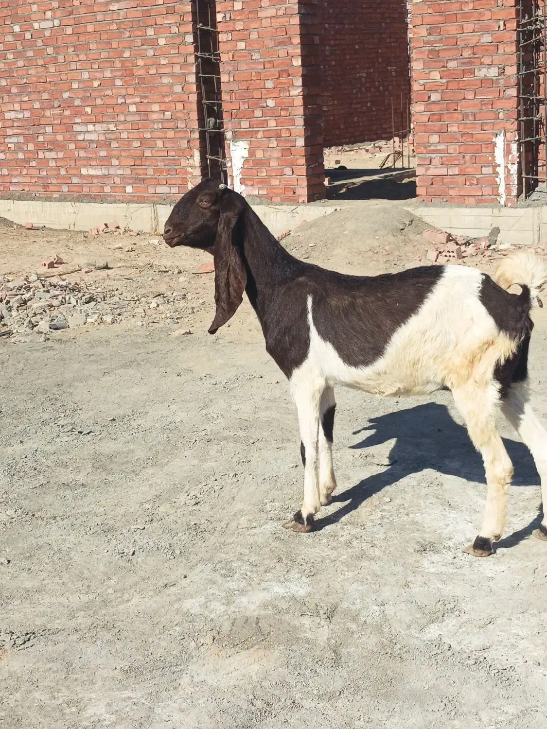 بز پتیری ابستن ۳ماه|حیوانات مزرعه|جیرفت, |دیوار