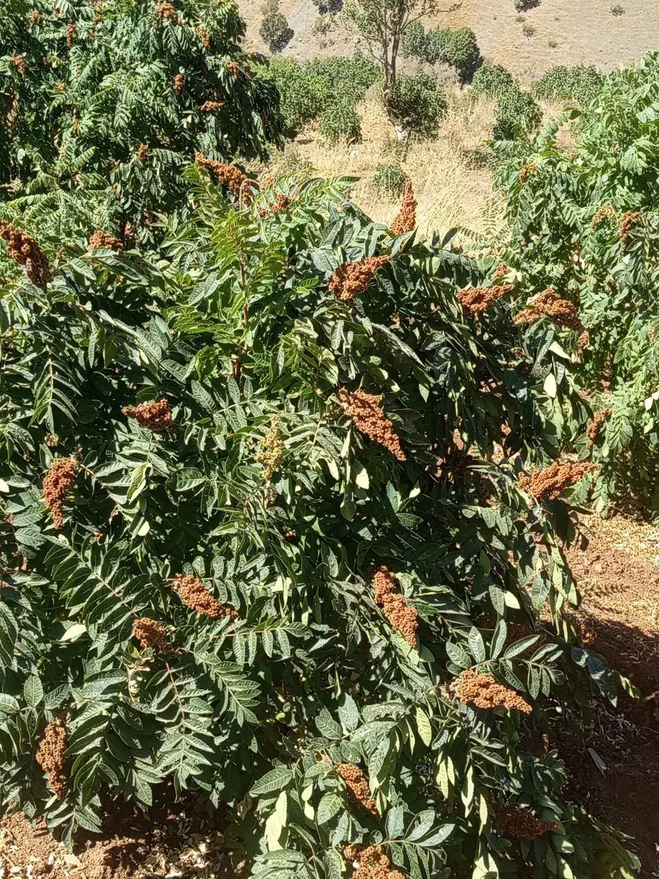 نهال سماق سردشت|خدمات باغبانی و درختکاری|سردشت, |دیوار