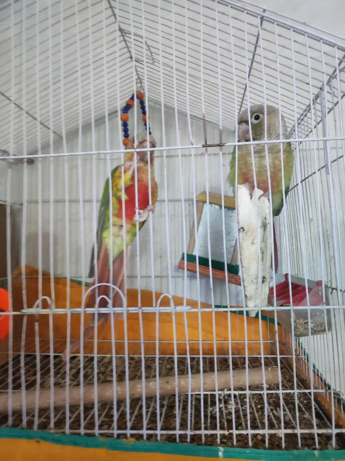 فروش یک جفت طوطی گریچینگ با یک دونه عروس هلندی نر|پرنده|زرند, |دیوار
