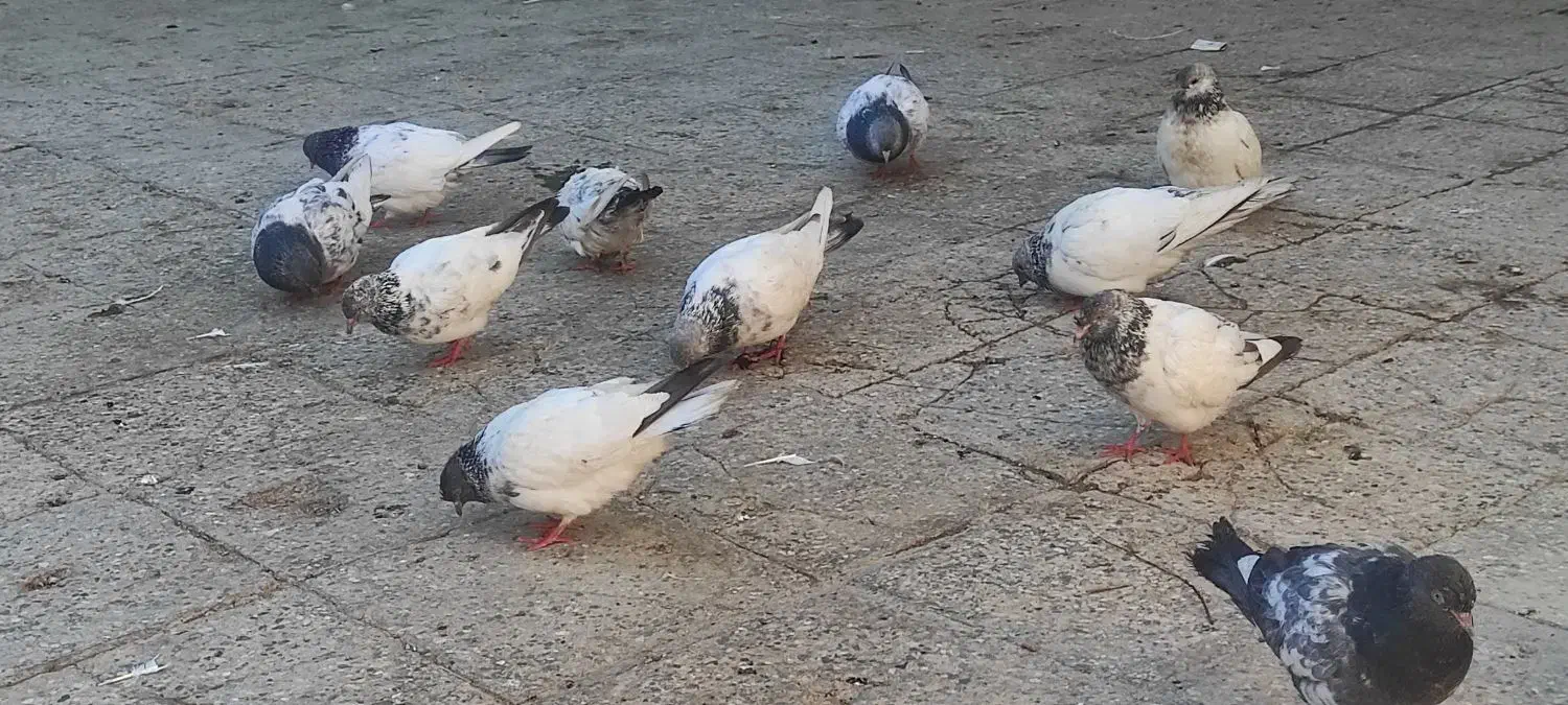 شادگان|پرنده|شادگان, |دیوار