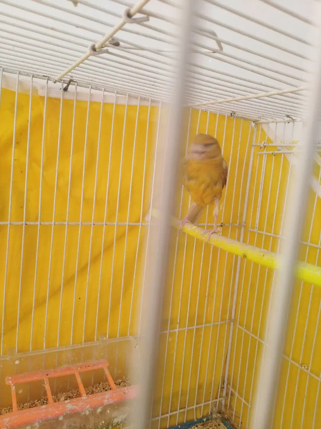 یک قناره ماده دارچینی|پرنده|رشتخوار, |دیوار