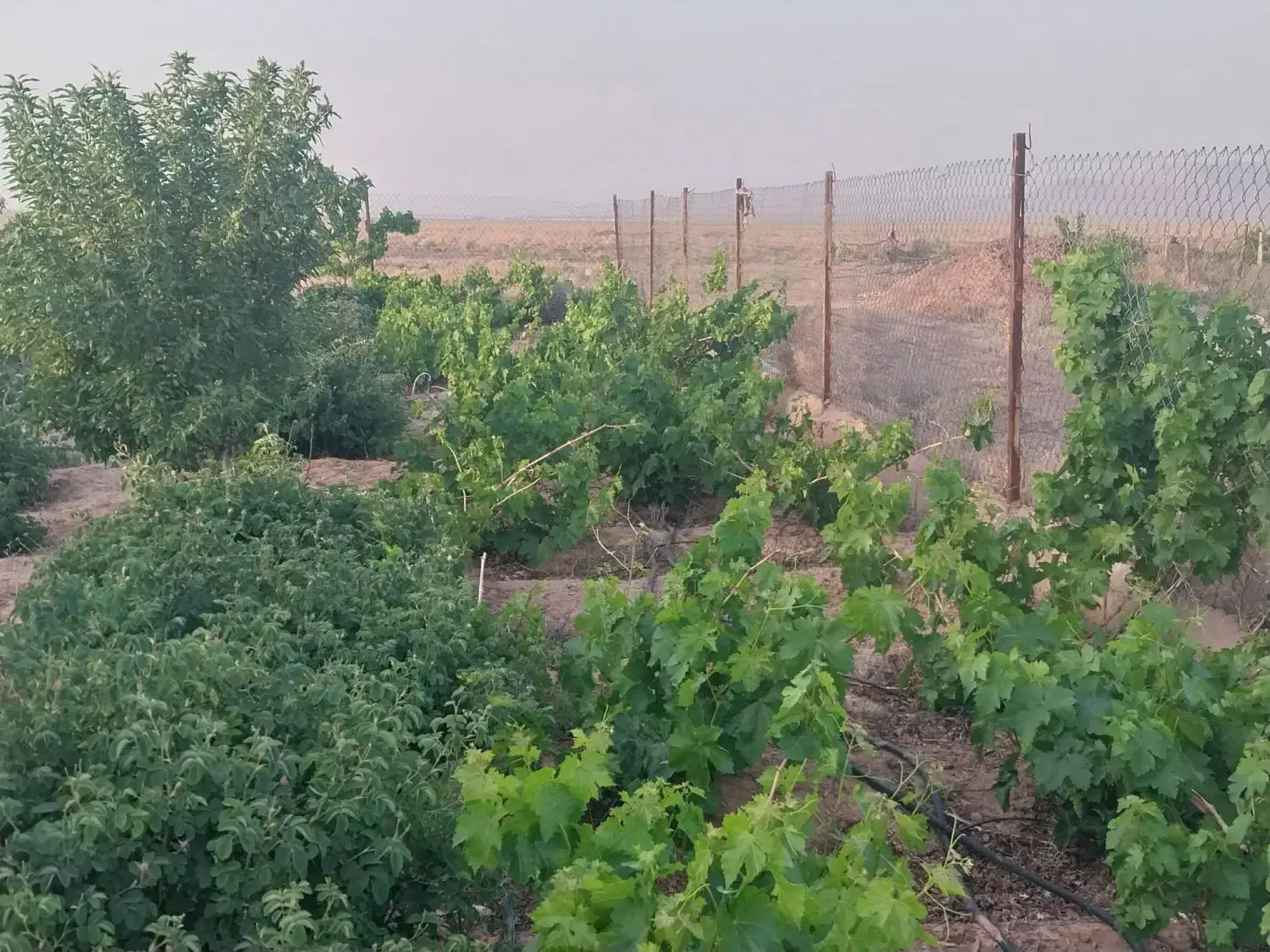 باغ فروشی دز جوشقان قالی|فروش خانه و ویلا|میمه, |دیوار