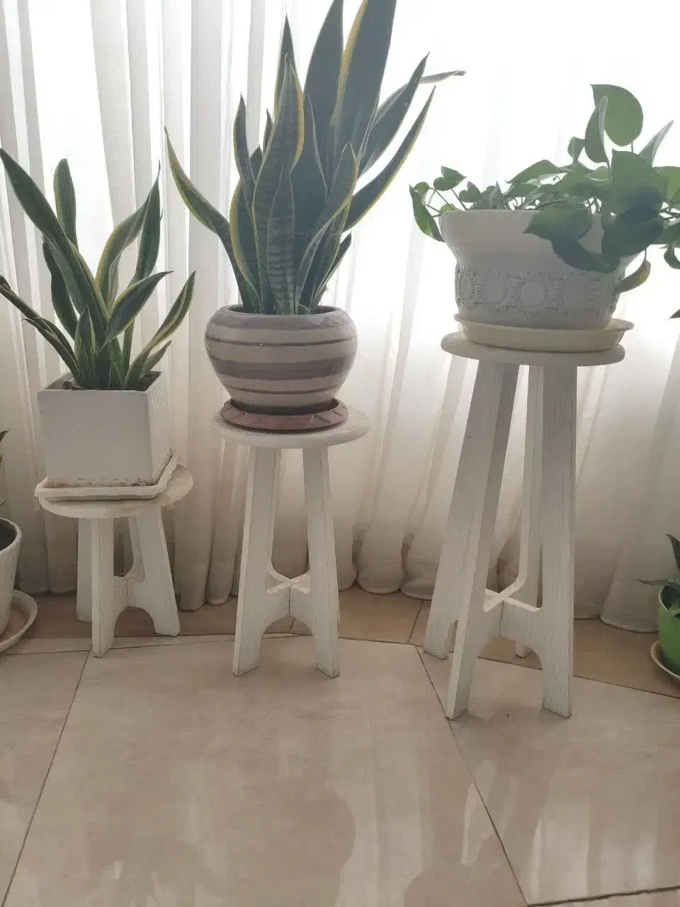 پایه گل|گل و گیاه طبیعی|خرم‌آباد, |دیوار