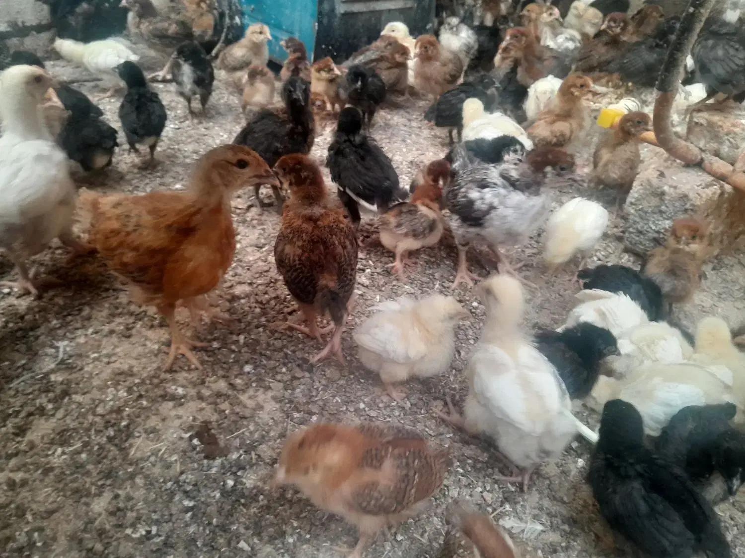 جوجه محلی گلپایگان واکسن خورده یکماه|حیوانات مزرعه|ملارد, |دیوار