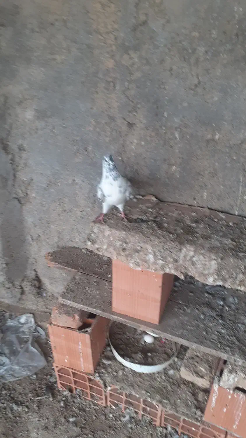 کبوتر|پرنده|سیمین شهر, |دیوار