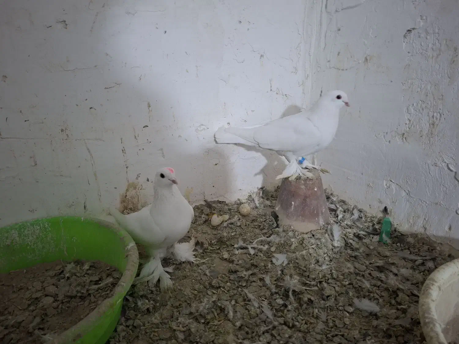 کبوتر فروشی لوتی و شازده و سررور|پرنده|ایلخچی, |دیوار