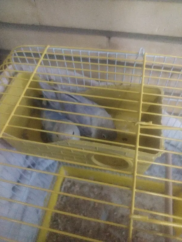 طوطی|پرنده|اصفهان, پارک خبرنگار|دیوار