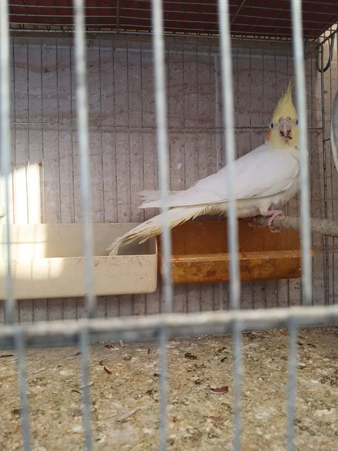 عروس هلندی|پرنده|گرگان, |دیوار