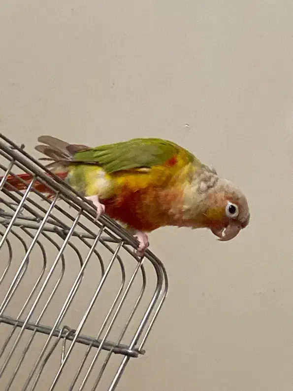 گرینچیک آناناسی|پرنده|تهران, سازمان برنامه جنوبی|دیوار